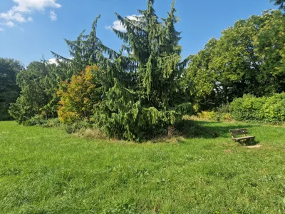 5 Hidden Green Gems Near Frankfurt: Kids Activities for Brückentage