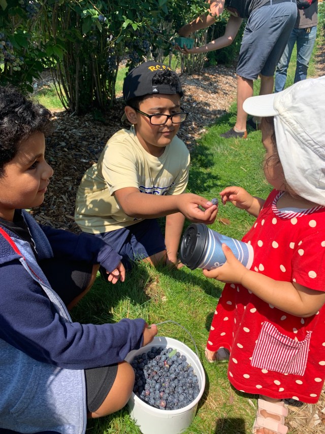 three small children standing together while picking blueberries from a farm. Small boy hands blueberry to younger girl.